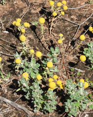 Leptorhynchos squamatus