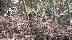 Aphrastura spinicauda