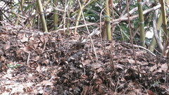 Aphrastura spinicauda