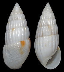 Otopleura
