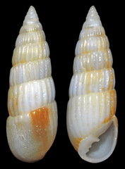 Otopleura