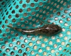 Cottus bairdii