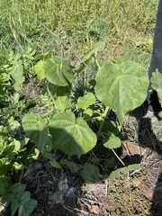 Abutilon theophrasti