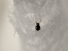 Sminthurinus quadrimaculatus