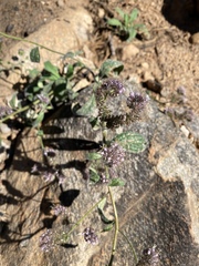 Phacelia hastata
