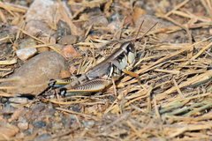 Phoetaliotes nebrascensis