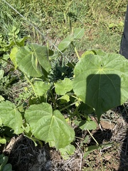 Abutilon theophrasti