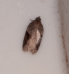 Acleris macdunnoughi