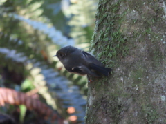 Petroica macrocephala macrocephala