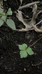 Potentilla canadensis