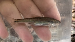 Notropis telescopus