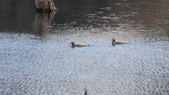 Tachyeres patachonicus