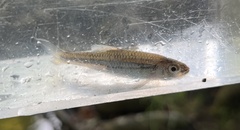 Notropis telescopus
