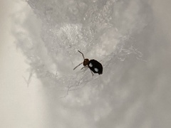 Sminthurinus quadrimaculatus