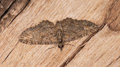 Pasiphilodes testulata