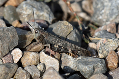 Arphia pseudonietana