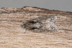 Etanna clopaea