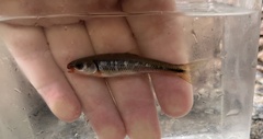 Notropis rubricroceus