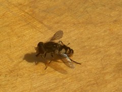 Parhelophilus rex