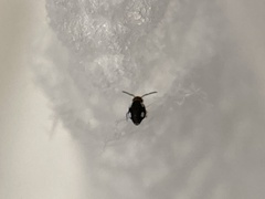 Sminthurinus quadrimaculatus