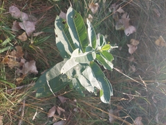 Asclepias syriaca
