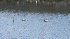 Tachyeres patachonicus