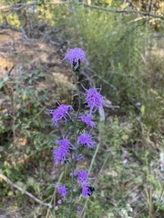 Liatris squarrulosa