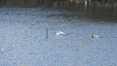 Tachyeres patachonicus