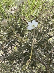 Fallugia paradoxa