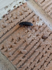 Pseudoophonus