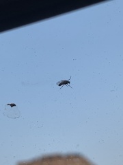 Sylvicola alternatus