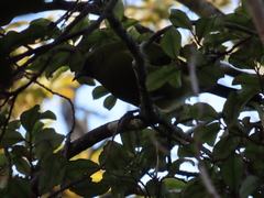 Anthornis melanura melanura