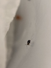 Sminthurinus quadrimaculatus