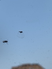 Sylvicola alternatus