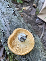 Lactarius peckii