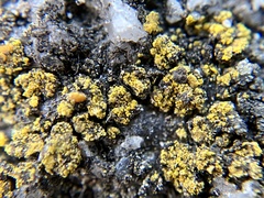 Flavoplaca
