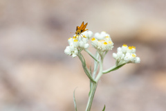 Copaeodes aurantiaca