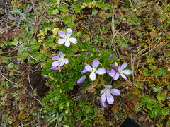 Gentianella cerastioides
