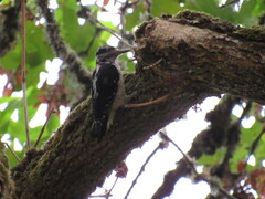 Dryobates villosus harrisi