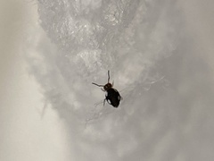 Sminthurinus quadrimaculatus