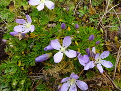 Gentianella cerastioides