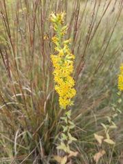 Solidago speciosa