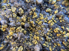 Flavoplaca