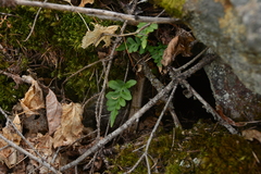 Polypodium hesperium