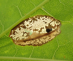 Phyllonorycter joannisi