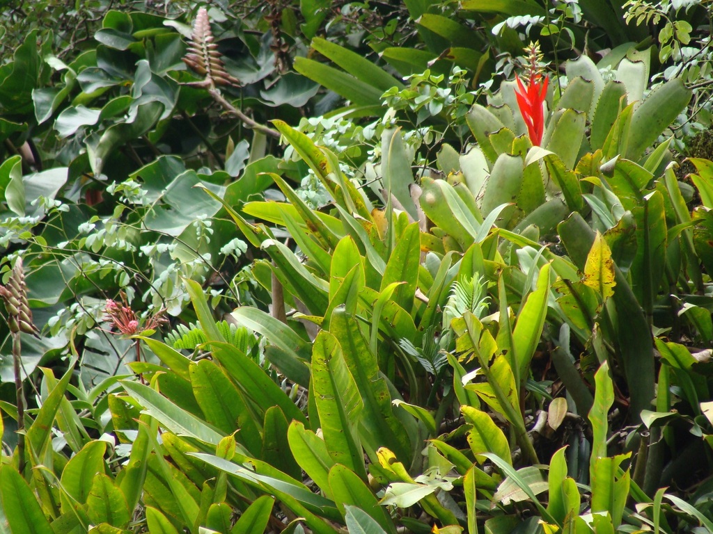 Vriesea jonghei