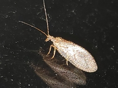 Microminae