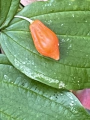 Prosartes smithii
