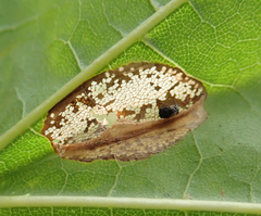 Phyllonorycter joannisi