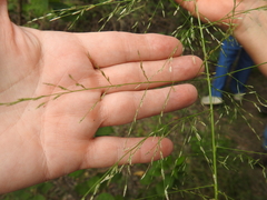 Eragrostis curtipedicellata